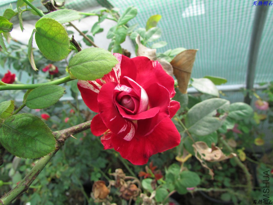 IMG_9565_nEO_IMG.jpg