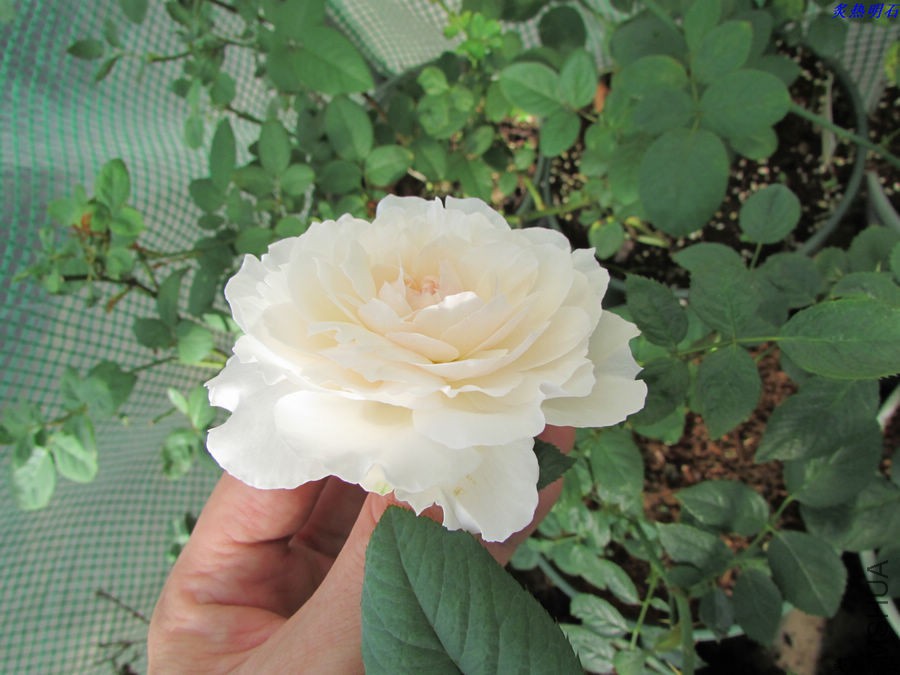 IMG_9513_nEO_IMG.jpg