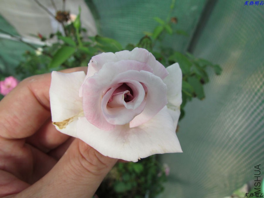 IMG_9480_nEO_IMG.jpg