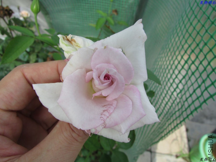 IMG_9482_nEO_IMG.jpg