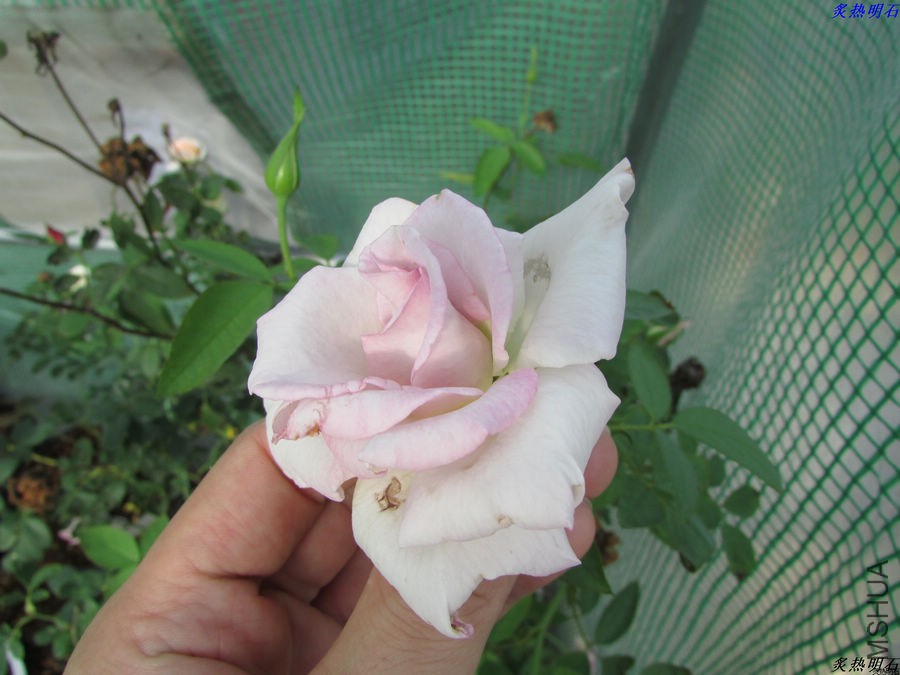 IMG_9483_nEO_IMG.jpg