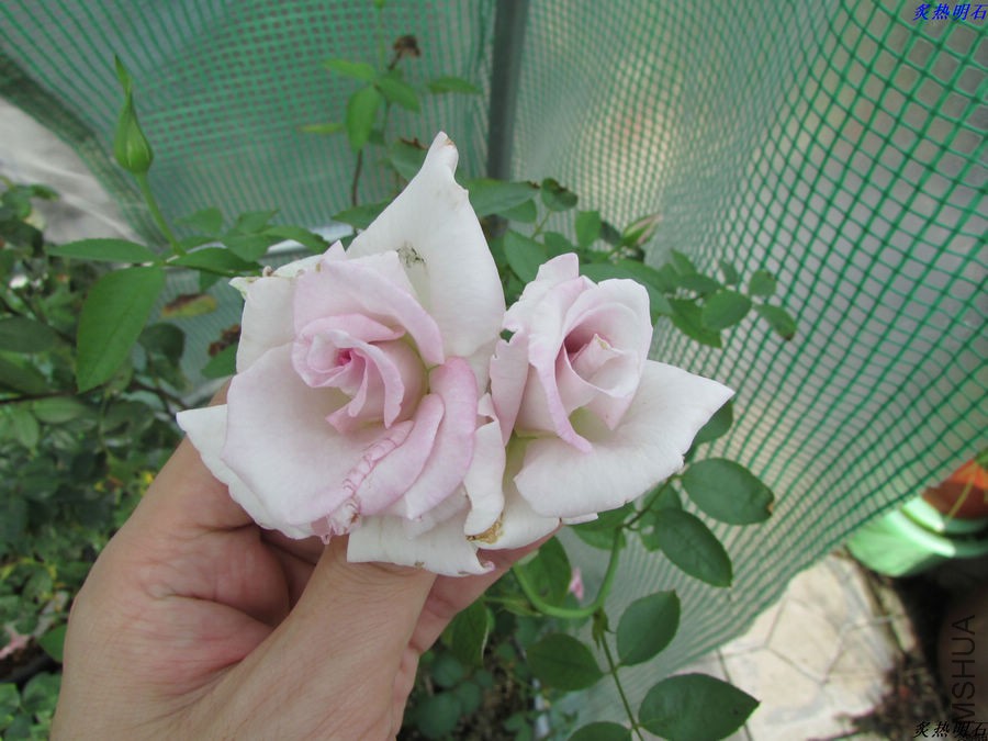IMG_9484_nEO_IMG.jpg
