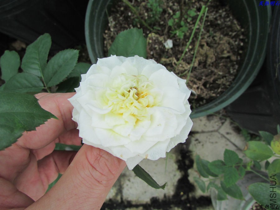 IMG_9578_nEO_IMG.jpg