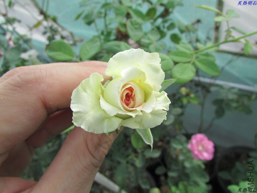 IMG_9549_nEO_IMG.jpg