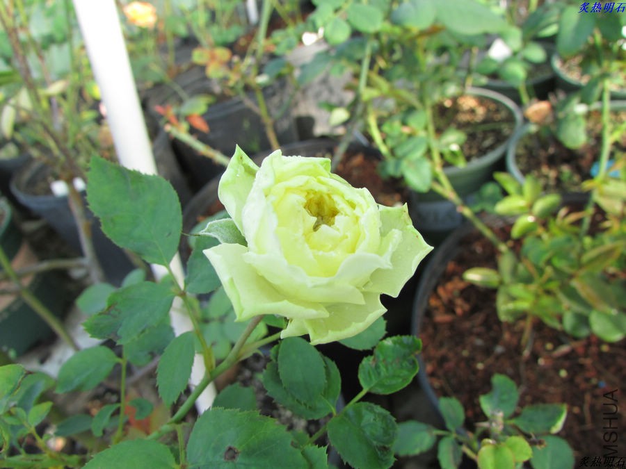 IMG_9650_nEO_IMG.jpg