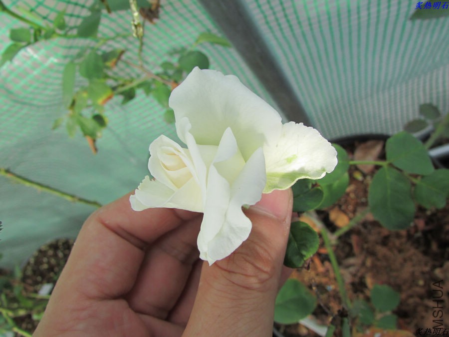 IMG_9501_nEO_IMG.jpg