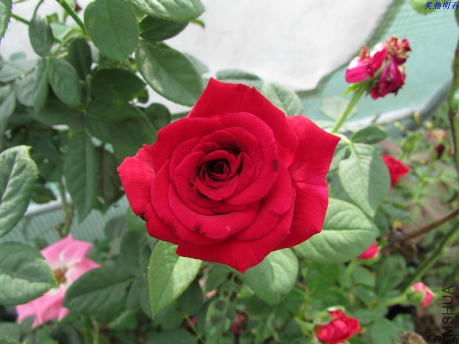 IMG_9557_nEO_IMG.jpg