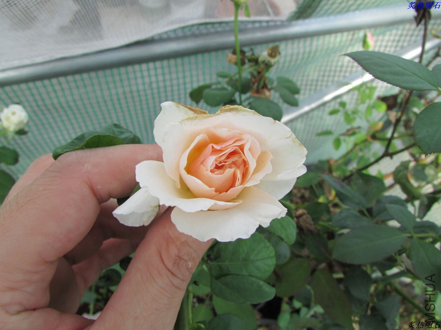 IMG_9493_nEO_IMG.jpg