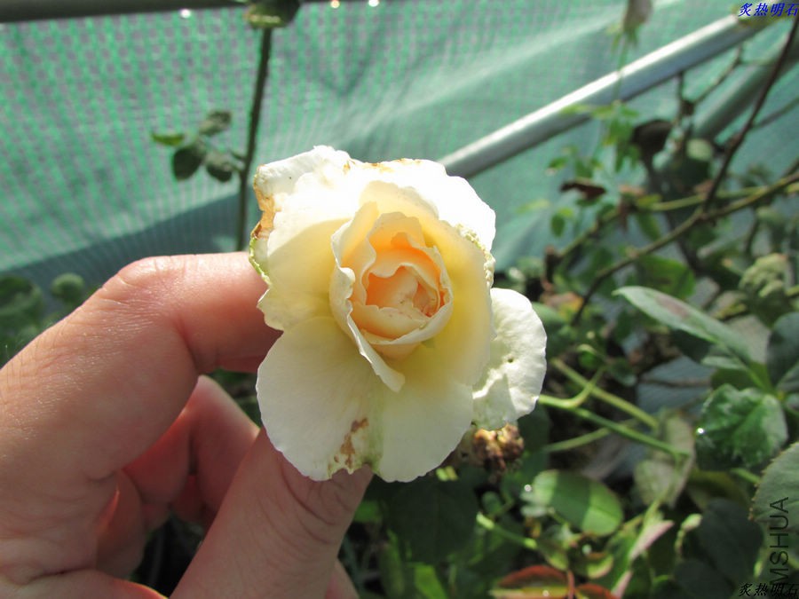 IMG_9656_nEO_IMG.jpg