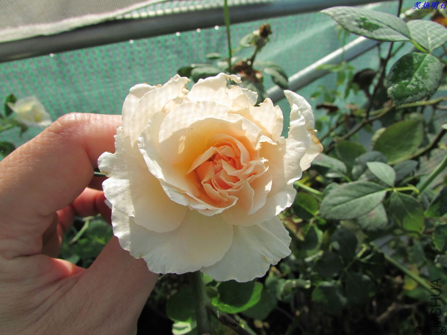 IMG_9658_nEO_IMG.jpg