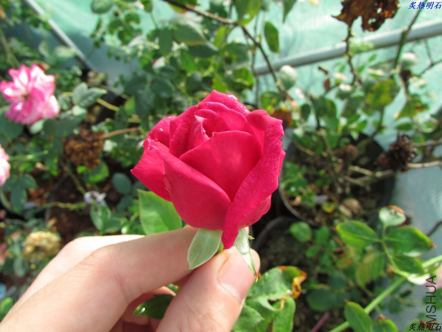 IMG_9654_nEO_IMG.jpg