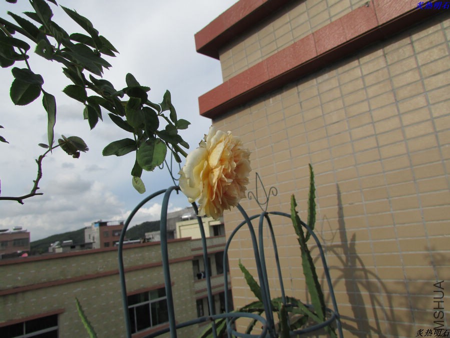 IMG_9591_nEO_IMG.jpg