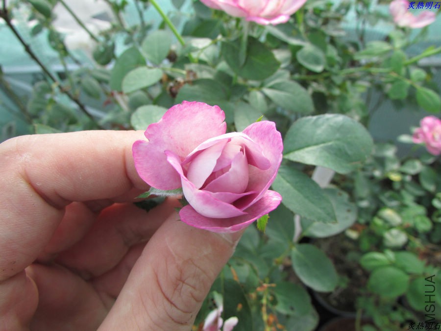 IMG_9545_nEO_IMG.jpg