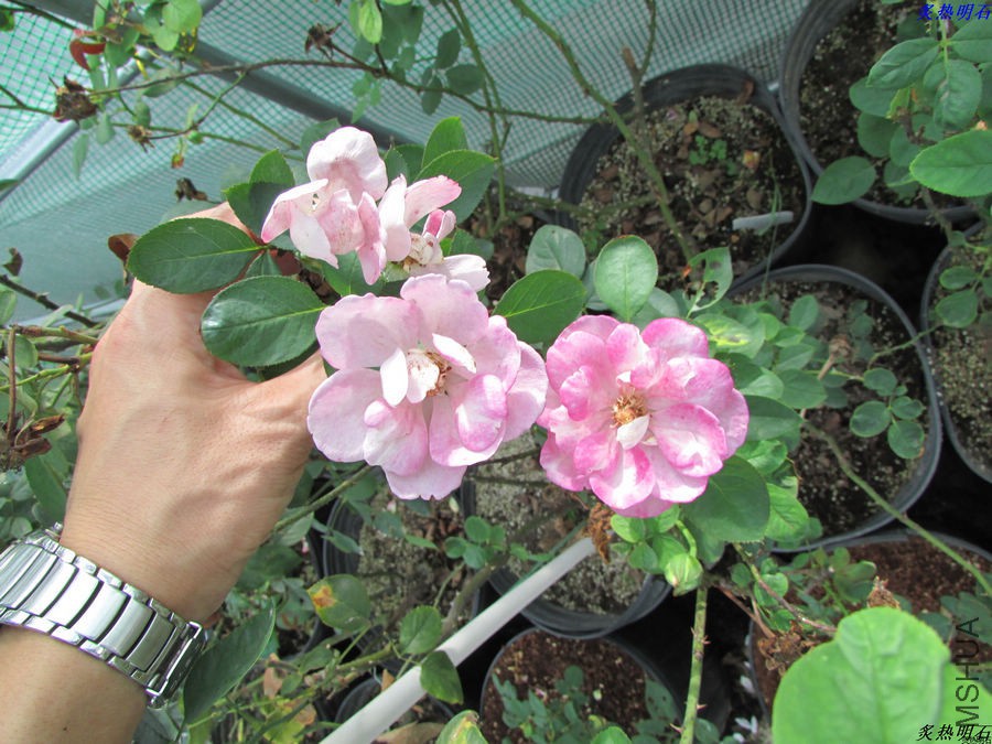 IMG_9547_nEO_IMG.jpg