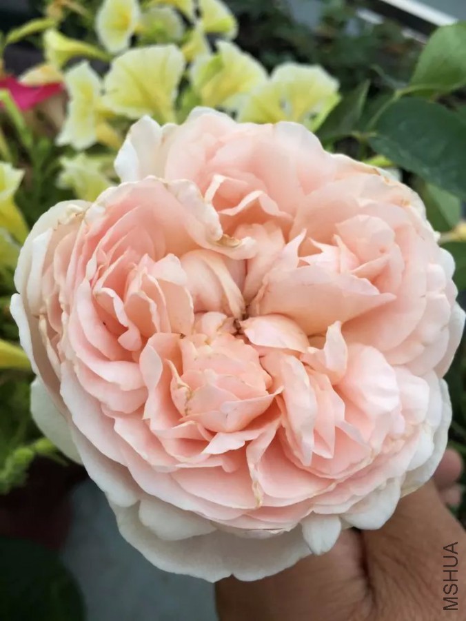 psb (9).jpg