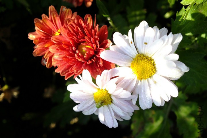 20150905_171730_005.jpg
