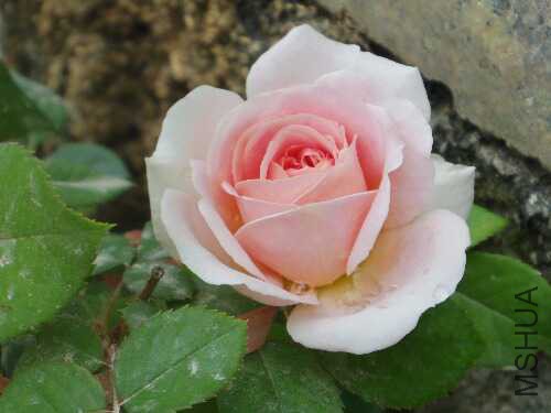IMGP1667.JPG