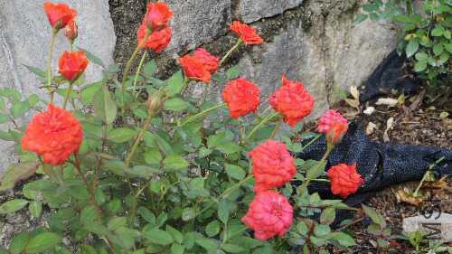 IMGP1694.JPG