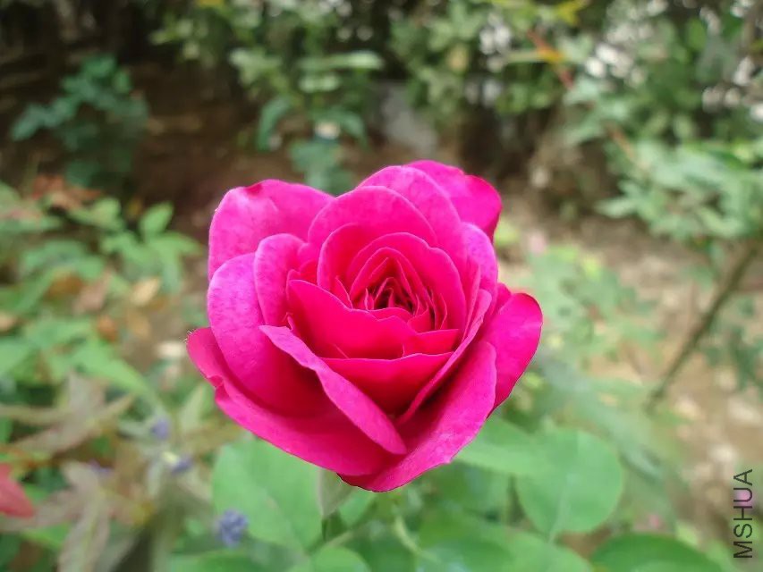 psb (1).jpg