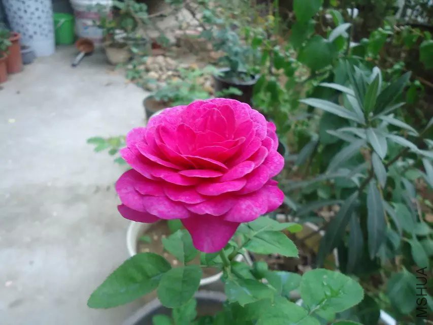 psb (8).jpg