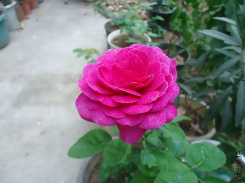 psb (9).jpg