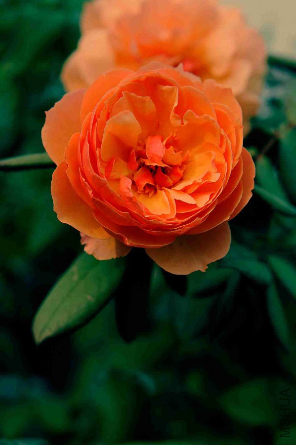 DSC_7549_����.jpg