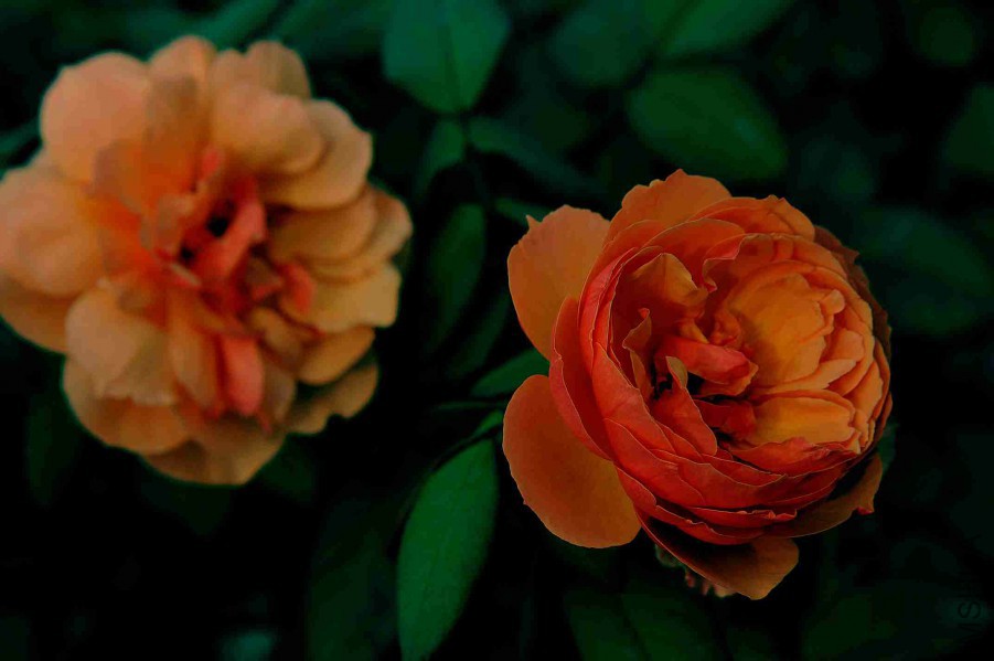 DSC_7552_����.jpg