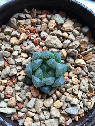 2015��̨����IMG_3656.JPG