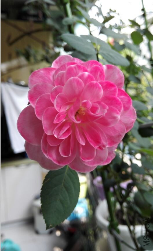 �����ˣ���Ļ�����εĹ⻷