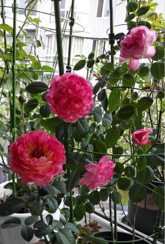 ղɭ��⻷�����ܽӴ�