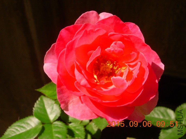 DSCN0987_resize.JPG