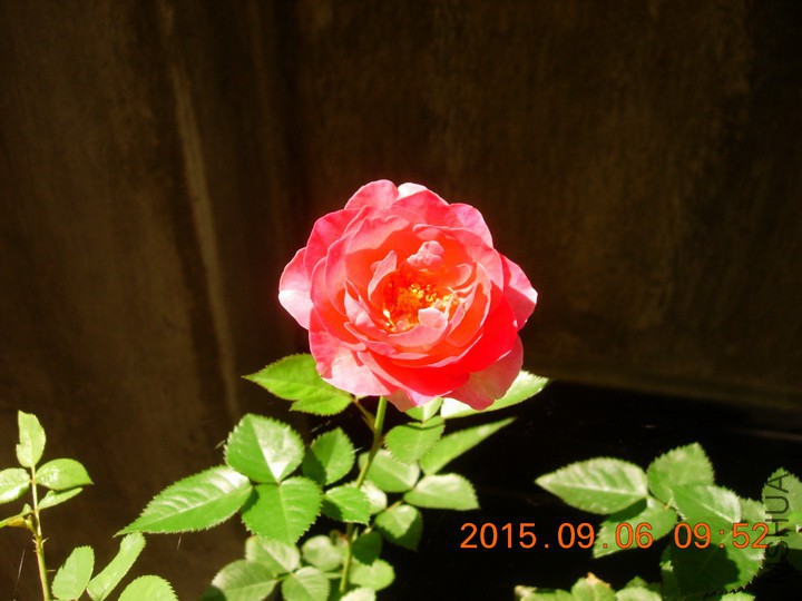 DSCN0996_resize.JPG