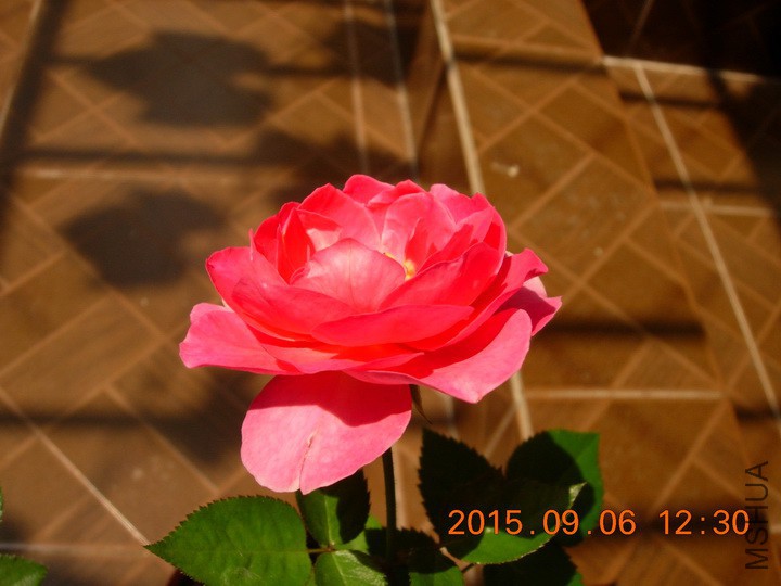 DSCN1139_resize.JPG