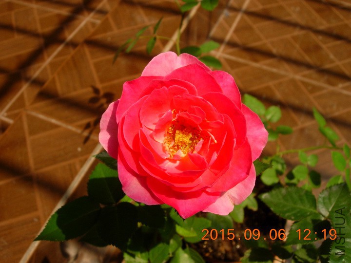 DSCN1101_resize.JPG