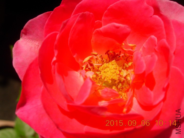 DSCN1090_resize.JPG