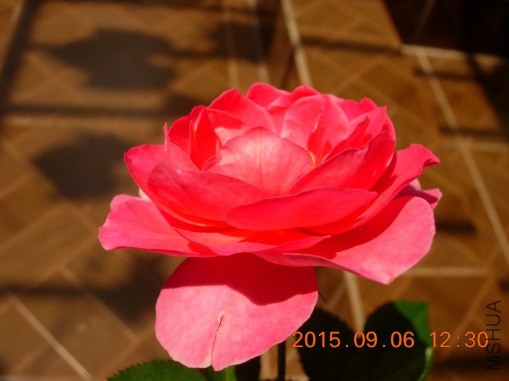 DSCN1142_resize.JPG
