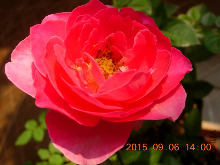 DSCN1156_resize.JPG