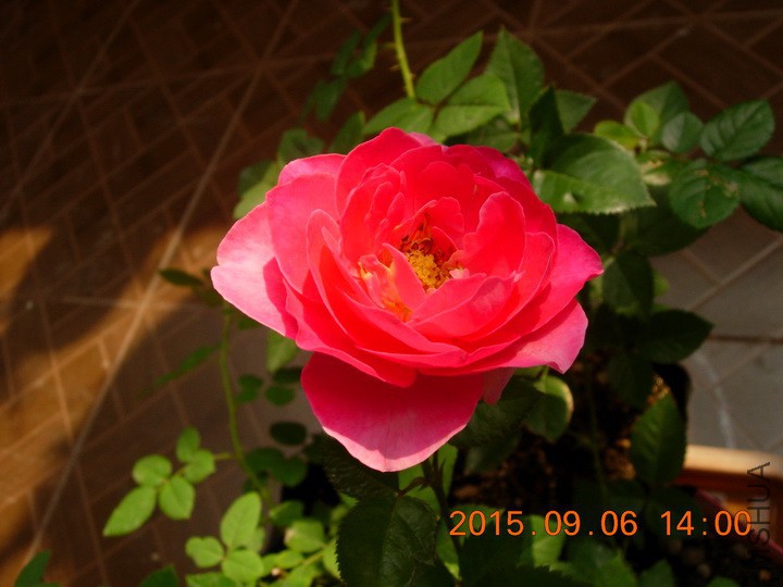 DSCN1152_resize.JPG