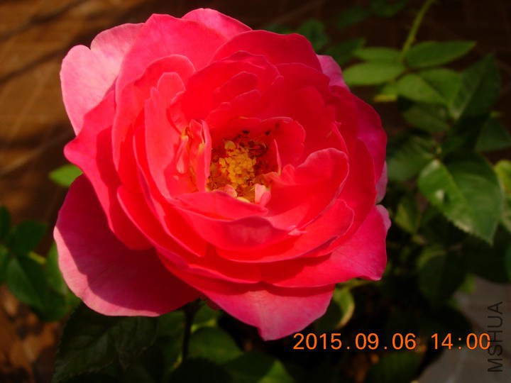 DSCN1160_resize.JPG