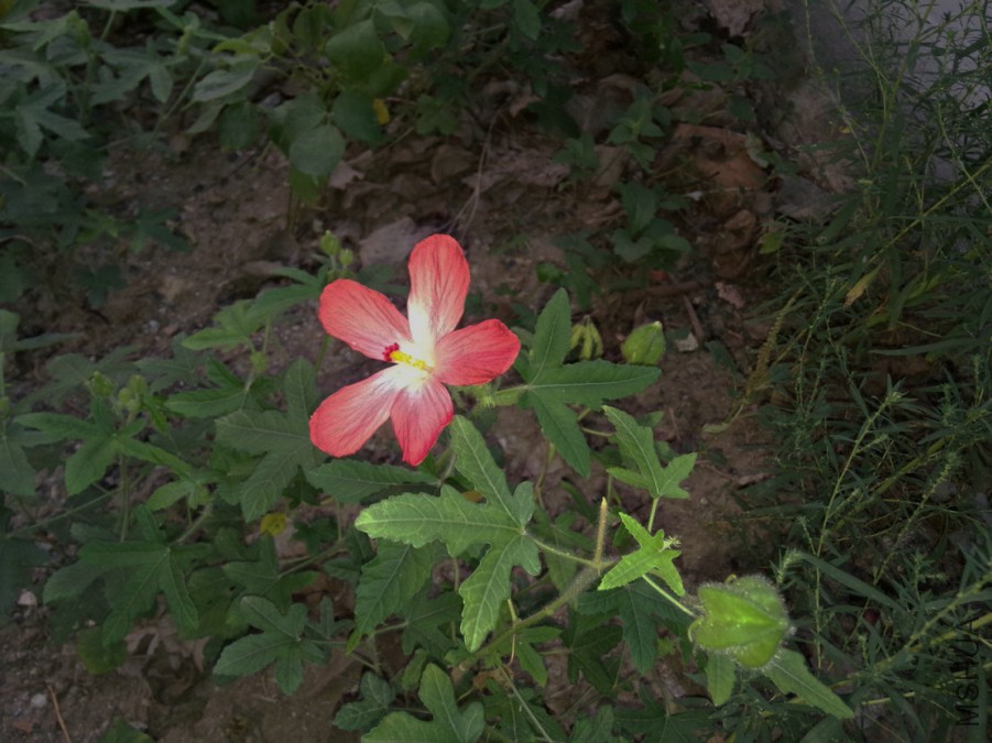 IMG20150906183129.jpg