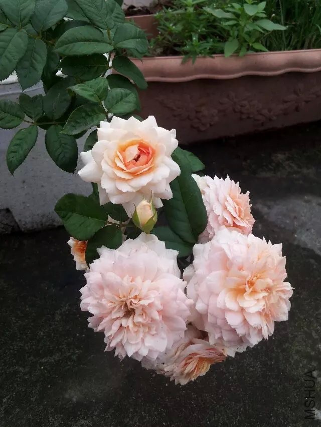 ��