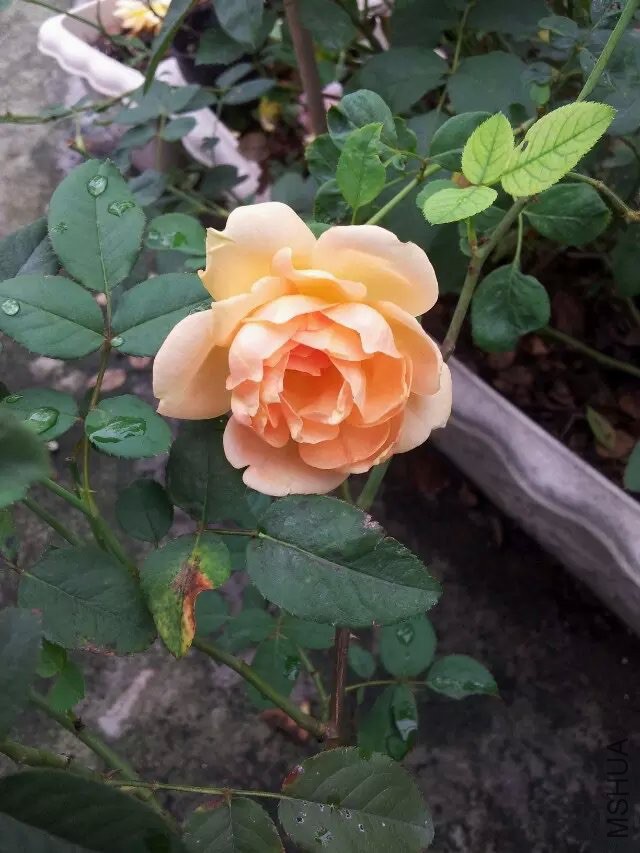 �ķ���