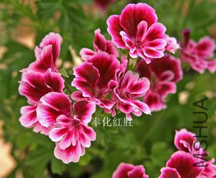 ������Rosette.jpg