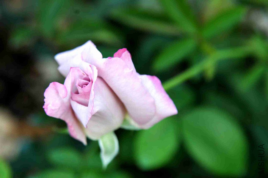 DSC_7594_����.jpg