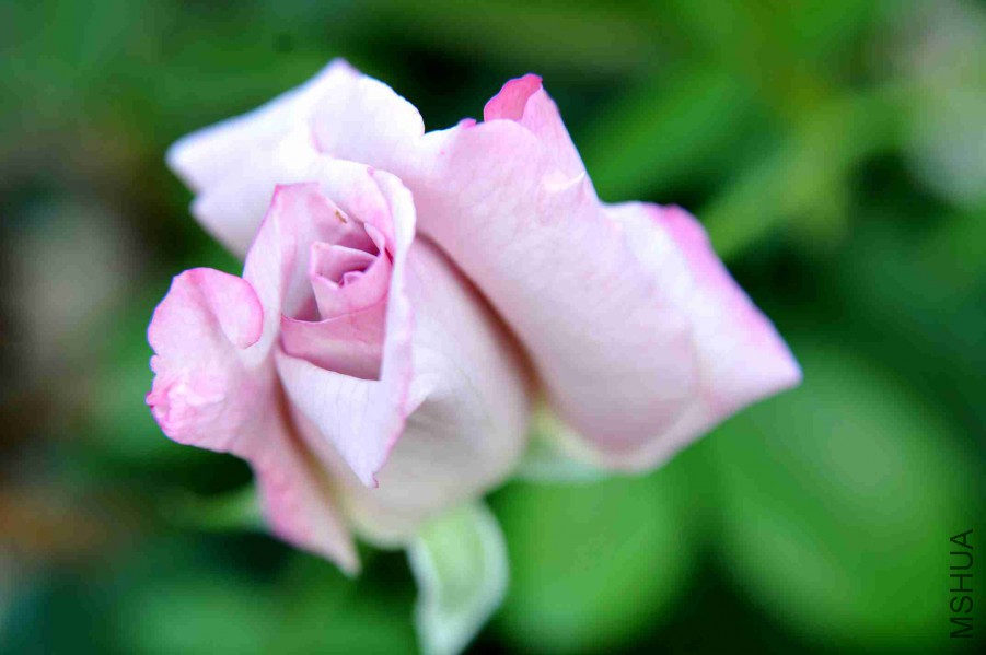 DSC_7596_����.jpg