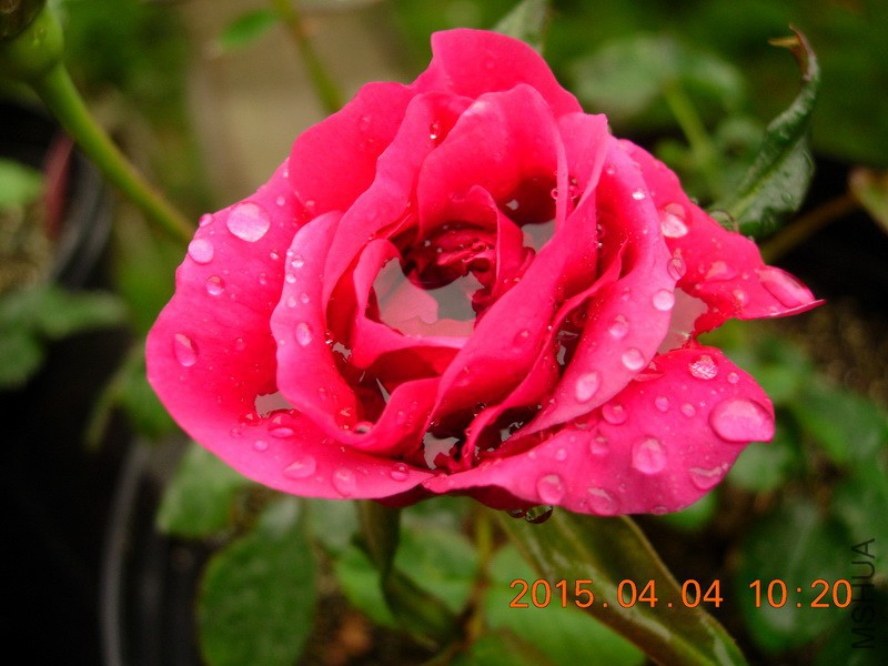 DSCN0212_resize.JPG