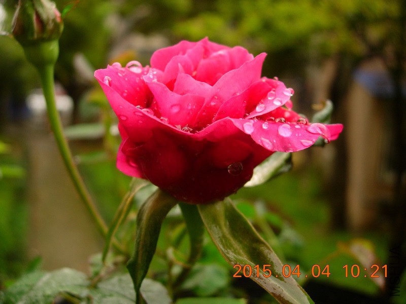DSCN0220_resize.JPG