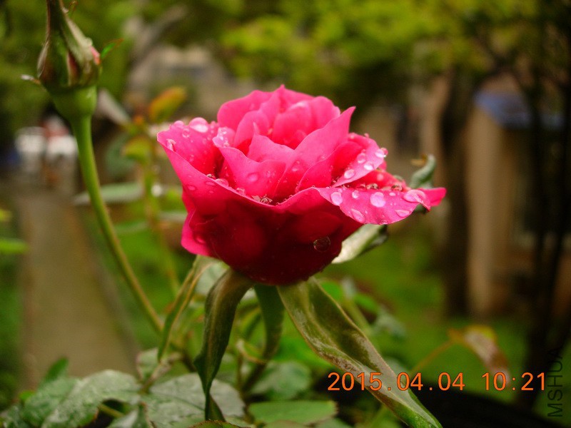 DSCN0224_resize.JPG
