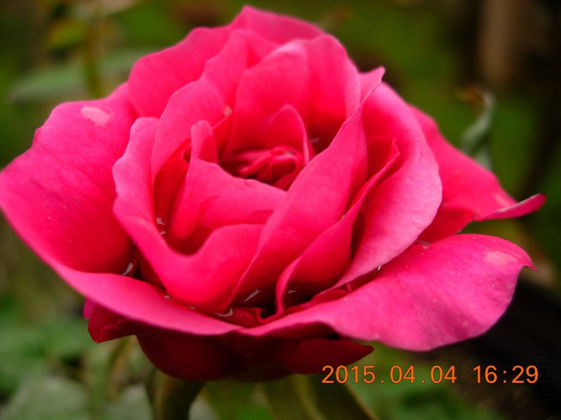 DSCN0394_resize.JPG