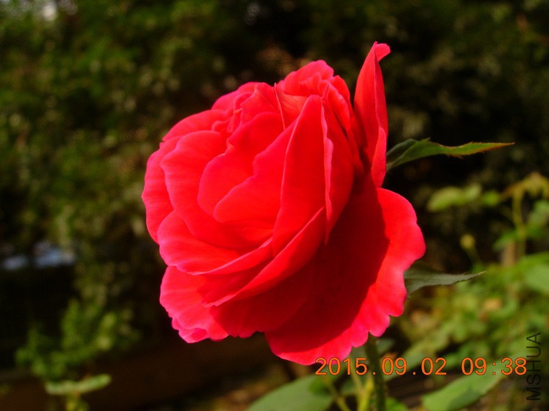 DSCN0710_resize.JPG